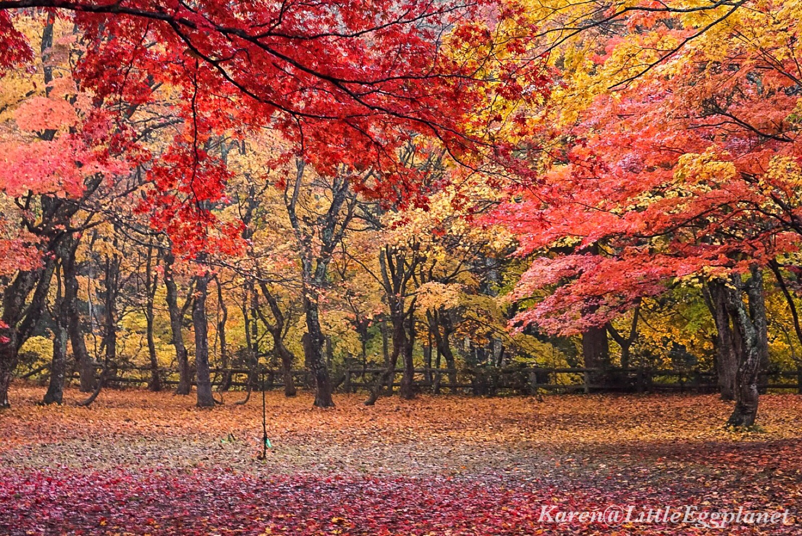 青森縣 日本東北黑石中野紅葉山 浪漫橘粉楓葉絕景 遊記交通攻略路線